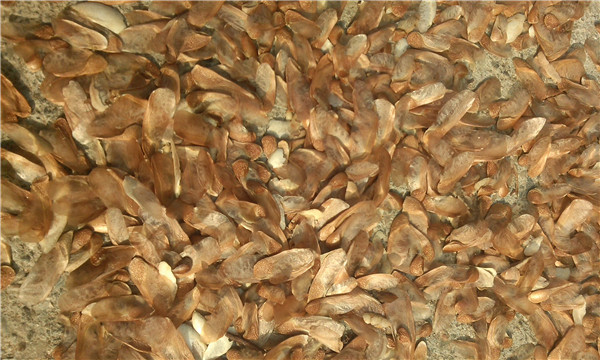種子基地如何使用農(nóng)業(yè)氣象站來提高種子基地的產(chǎn)量？