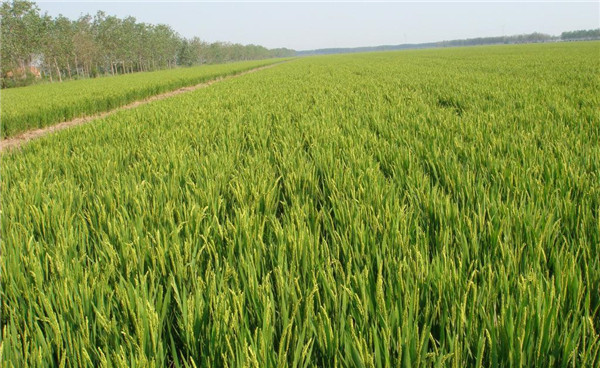 種子基地如何使用農(nóng)業(yè)氣象站來提高種子基地的產(chǎn)量？
