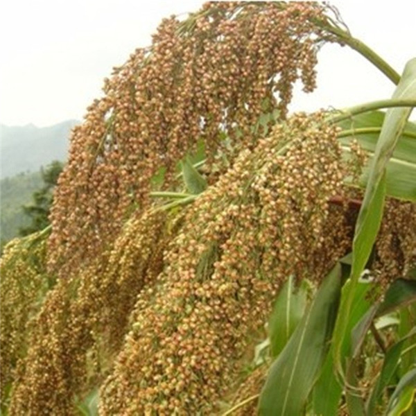 種子基地如何使用農(nóng)業(yè)氣象站來提高種子基地的產(chǎn)量？