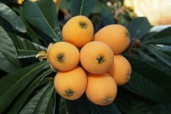讓科學(xué)家用一輩子為之改名的枇杷，如何用田間氣象站促收？