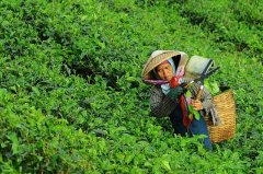 大田作物四情監(jiān)測系統(tǒng)，讓茶園種植搭上“科技快車”