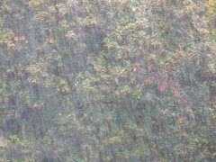 農(nóng)業(yè)種植業(yè)如何應(yīng)對(duì)暴雨？