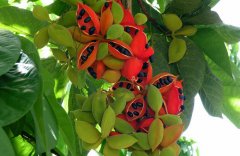 農(nóng)業(yè)自動氣象站，為鳳眼果的種植提供一手資料