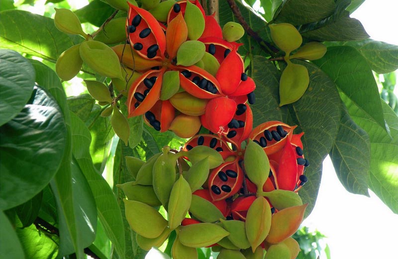 農(nóng)業(yè)自動氣象站，為鳳眼果的種植提供一手資料