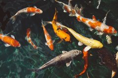 氣象條件影響鯉魚(yú)的垂釣