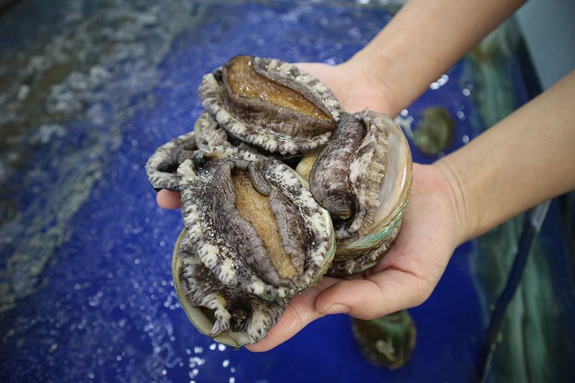 鮑魚，正在走向大眾的餐桌
